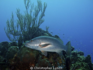 Large cubera snapper leaving  a cleaning station by Christopher Lynch 